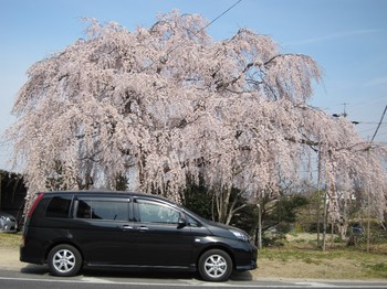 桜と車.JPG
